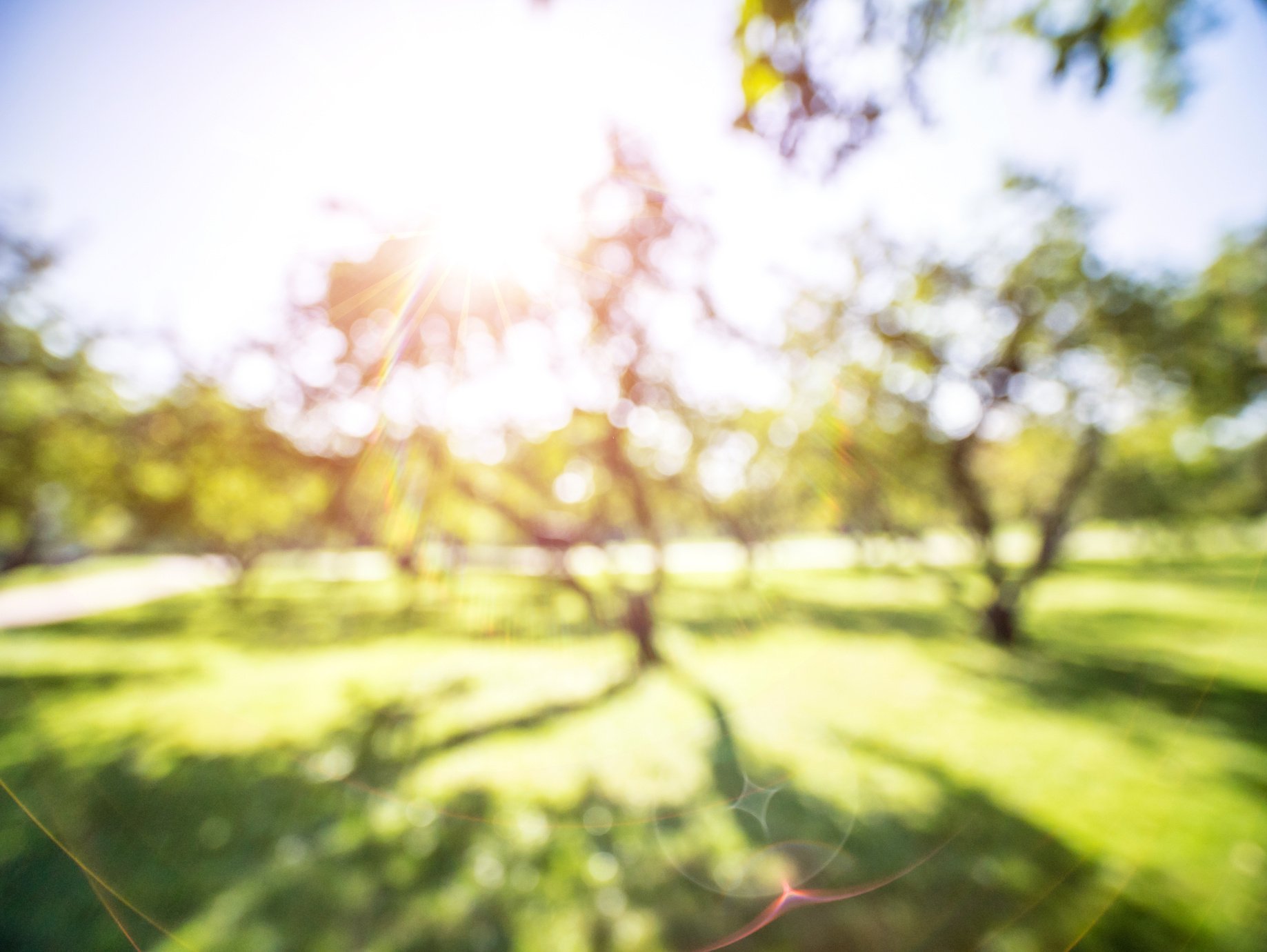 Park sunrise background